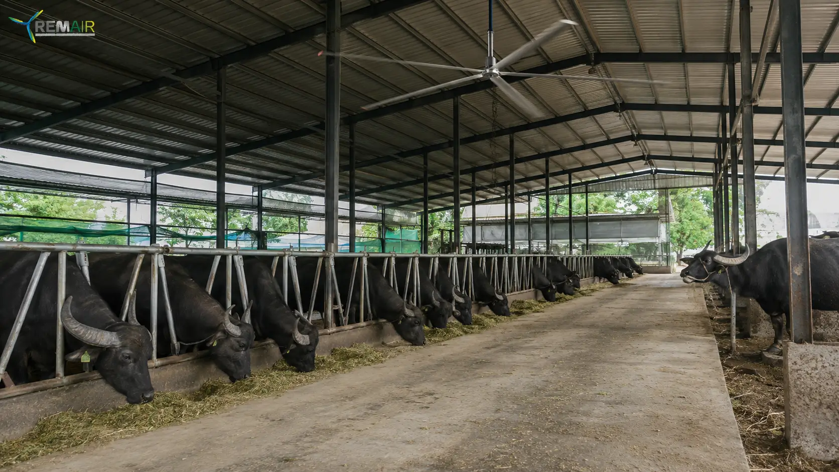 Remair, Remair Fan, helikopter fan, HVLS fan, ahır havalandırma, ahır havalandırma fanları, çiftlik fanı, endüstriyel havalandırma, endüstriyel fan, ahır fanı, tavan tipi fan, hayvancılık havalandırma, ahır serinletme, sanayi fanı, büyük çaplı fan