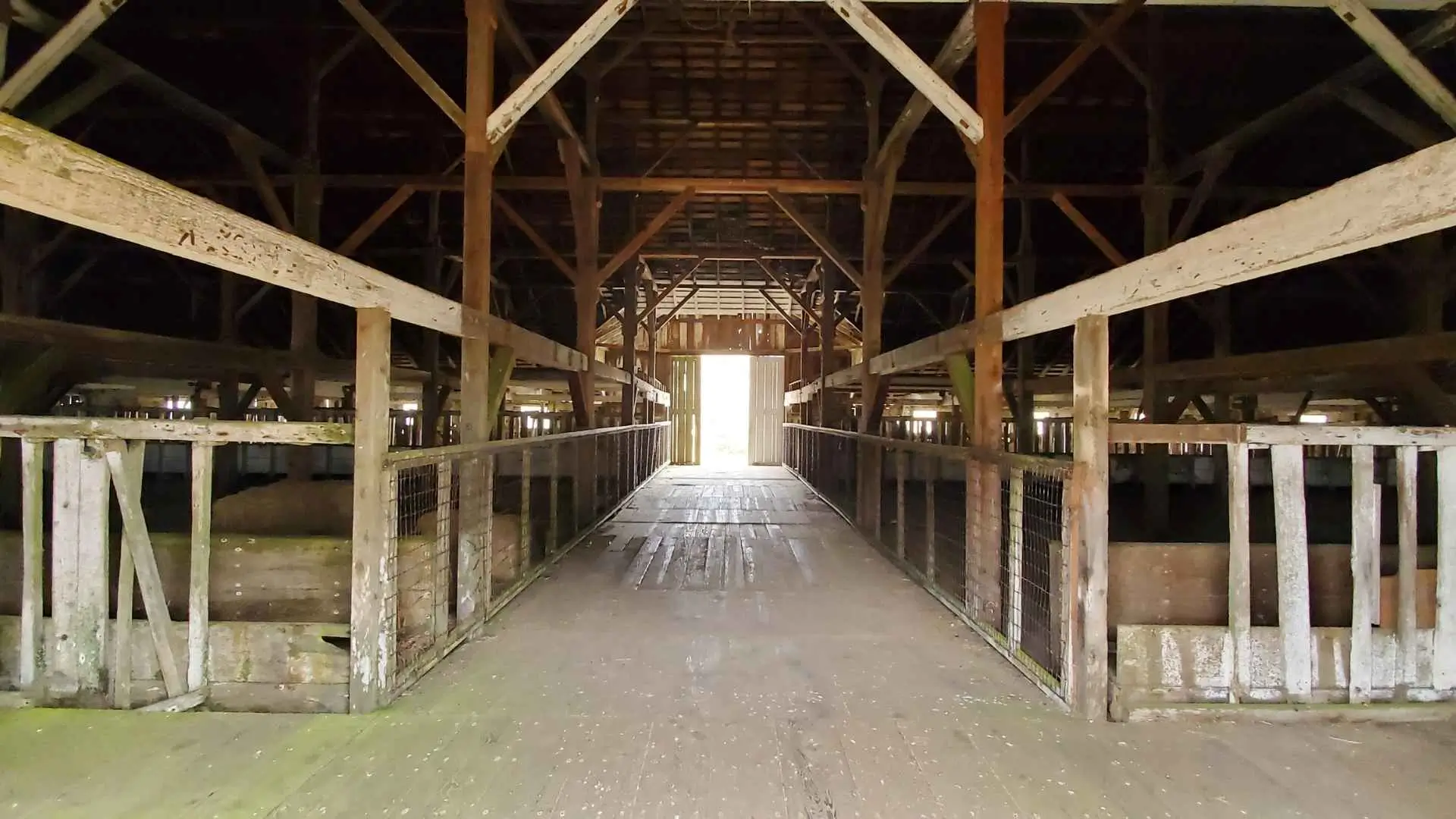 العلاقة بين إضاءة الحظيرة وصحة الحيوان