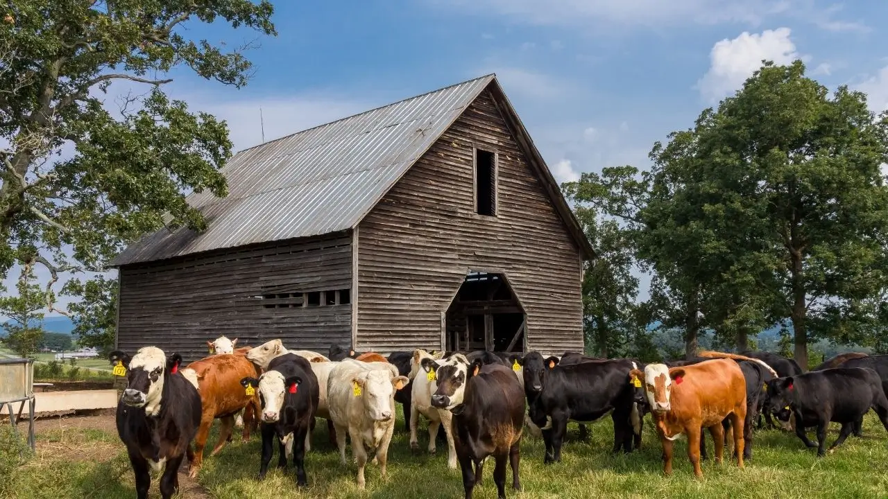 Вентиляция амбара и то, что нужно учесть