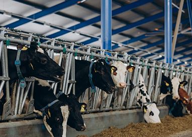 نماذج حظائر الماشية - كيف يجب أن تكون الإسطبلات؟