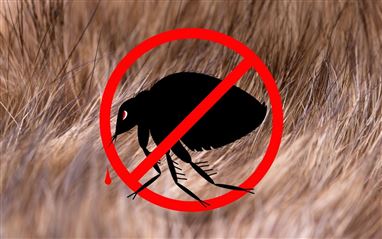 كيف تقضي على البراغيث في الحظيرة؟