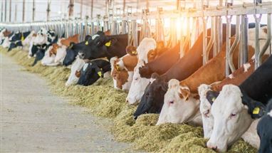 Was ist Tierhaltung? Was ist in diesem Sektor zu beachten?