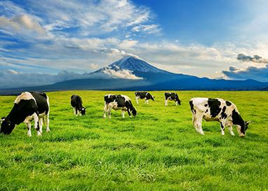 كم شهرًا تلد البقرة؟