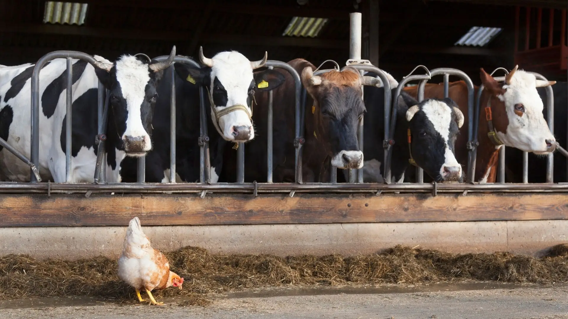 خصائص الأبقار الهولندية (الهولشتاين)