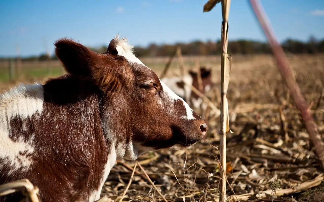 كيف تنام الأبقار؟