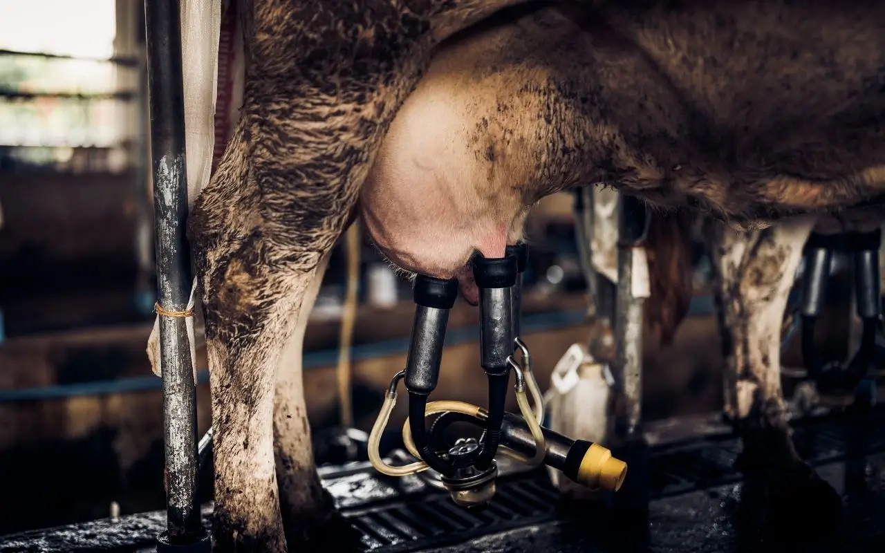 Abmessungen und Belüftung des Melkstandes