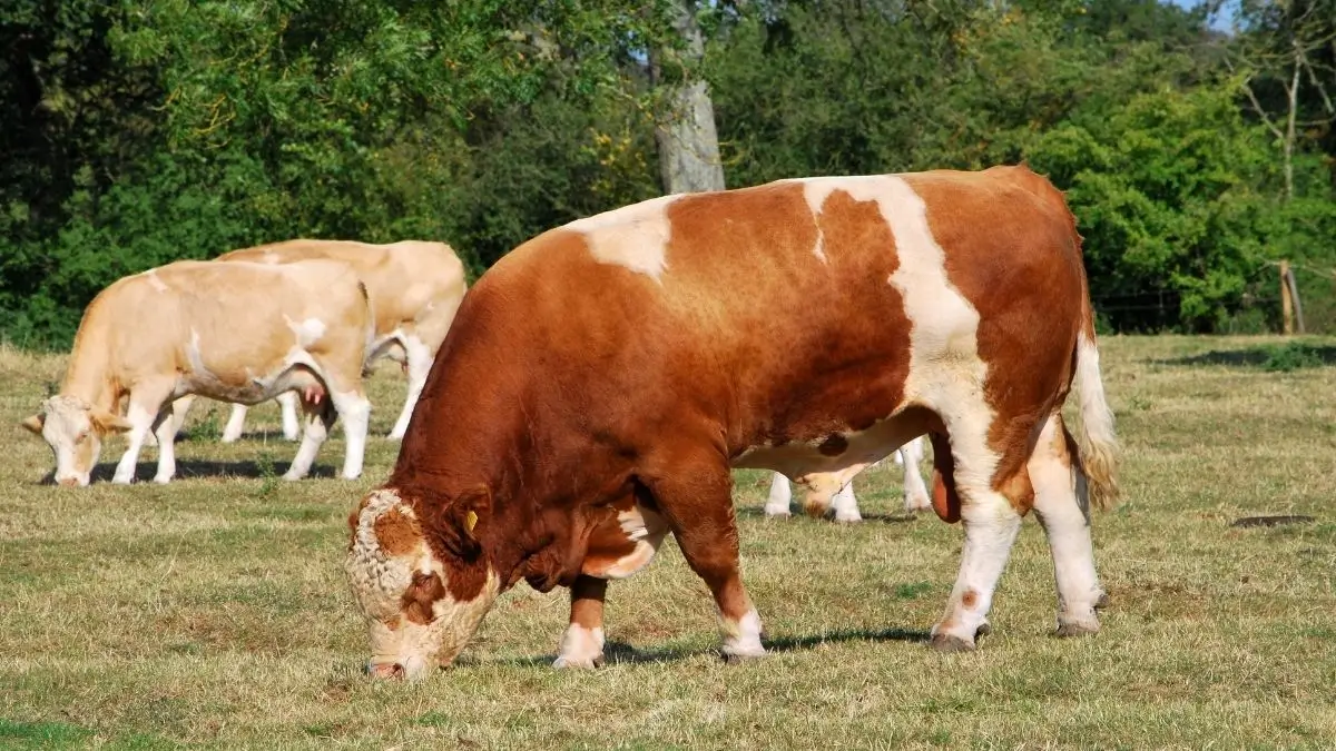 Fleckviehkühe - Rasse und Merkmale