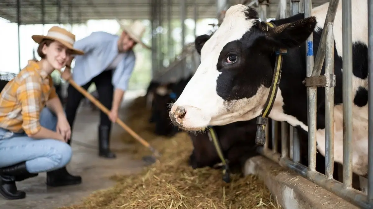 Tierhaltung in der Türkei - Informationen zur Tierhaltung