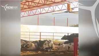 Glückliche Kühe mit Remair Helicopter Fan, was wünschen Sie sich noch?