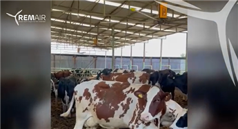 Eine komfortable Revolution auf dem Bauernhof mit Remair-Hubschrauberventilatoren!